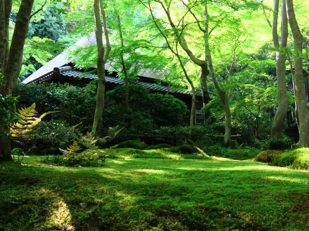 京都嵯峨野の新緑 祇王寺と愛宕念仏寺 Crux S Stardust Diary