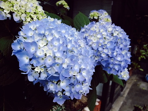 DSCF8758.jpg