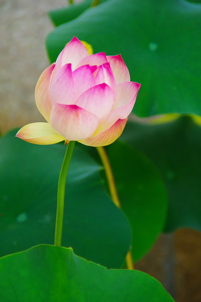 IMGP2976