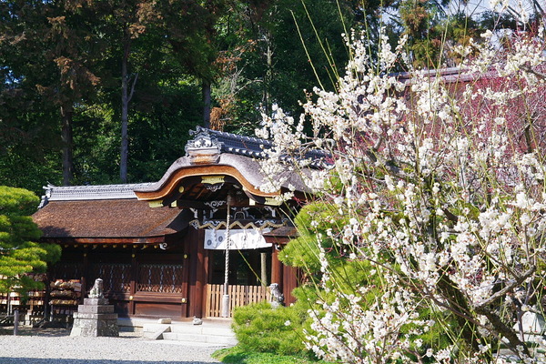 IMGP4950