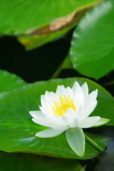 IMGP0931_1