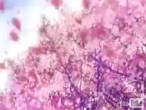 CLANNAD sakura