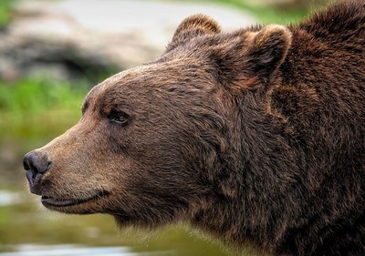 brown-bear-8164838_640