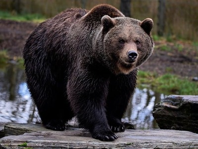 brown-bear-7591547_640