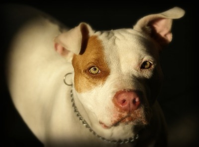 pit-bull-gf951c3ddd_640