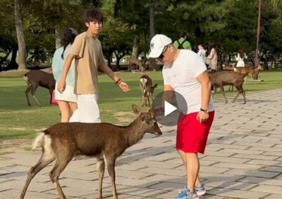 【悲報】 シカ問題、結局暴力を振るう外国人はいるのか→ 議員が一瞬で遭遇 証拠動画あり