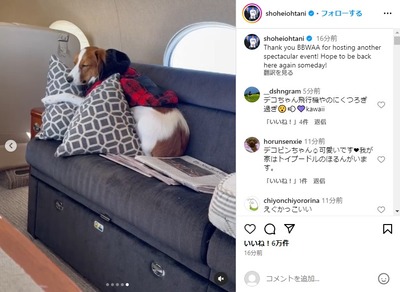 l_ohtani-shohei-dog
