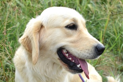 golden-retriever-7685979_640