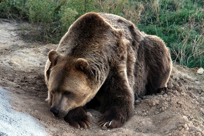 grizzly-bear-1777809_1280