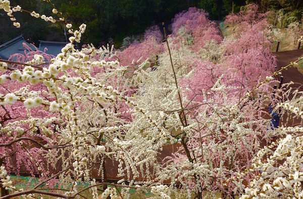 f:id:crycat3:20180315214737j:plain