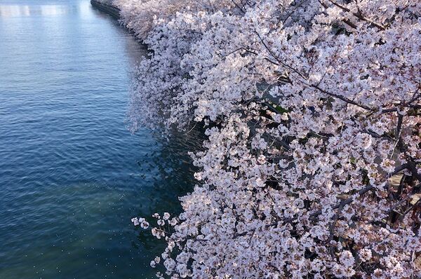 f:id:crycat3:20190409203722j:plain