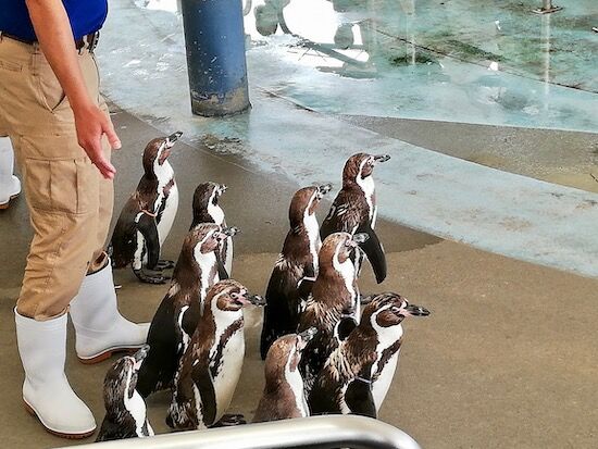 f:id:crycat3:20200709155248j:plain