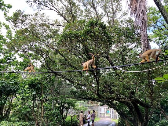 f:id:crycat3:20210421021036j:plain