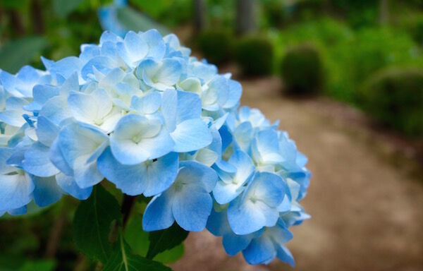 f:id:crycat3:20170623182115j:plain