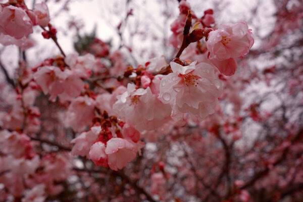 f:id:crycat3:20170328111142j:plain