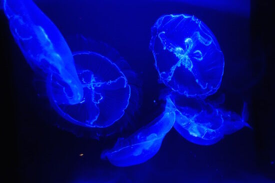 f:id:crycat3:20170921173125j:plain