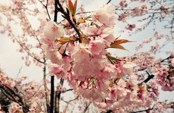 f:id:crycat3:20170330214207j:plain