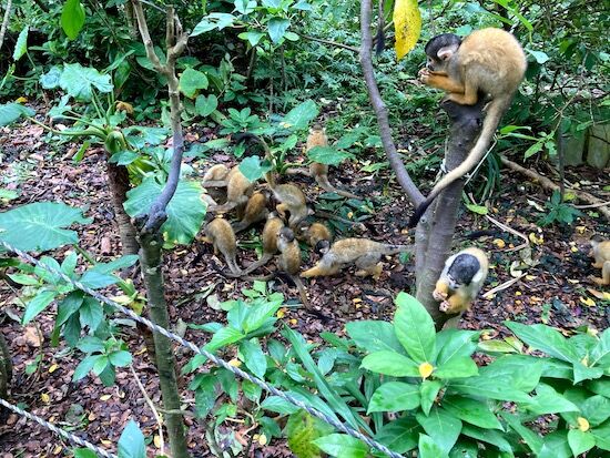 f:id:crycat3:20210421021049j:plain