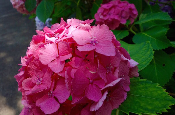 f:id:crycat3:20180625224750j:plain