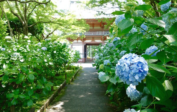 f:id:crycat3:20180625224725j:plain