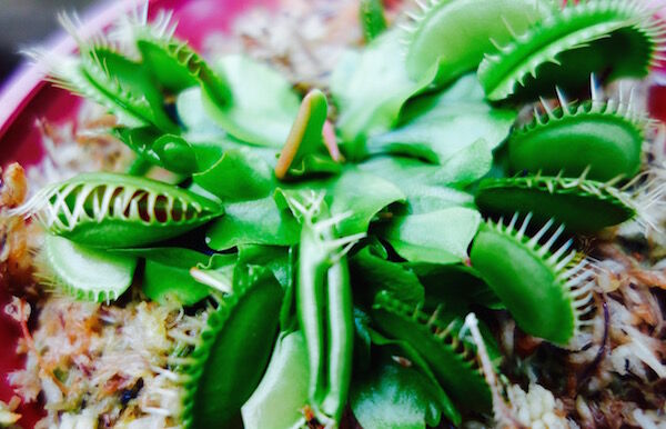 f:id:crycat3:20170330214243j:plain