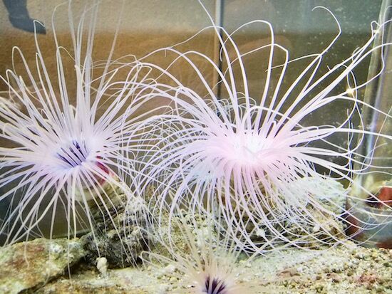 f:id:crycat3:20200709155343j:plain