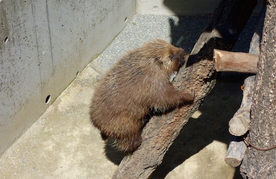 f:id:crycat3:20180510191058j:plain