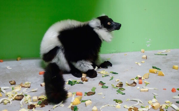 f:id:crycat3:20170330214303j:plain