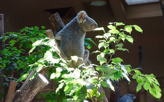 f:id:crycat3:20180510191115j:plain