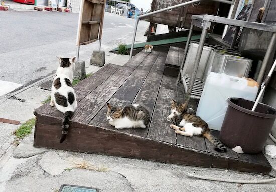 f:id:crycat3:20201115114822j:plain