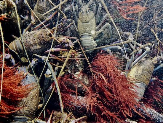 f:id:crycat3:20200709155306j:plain