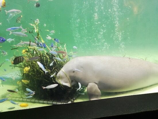 f:id:crycat3:20200709155406j:plain