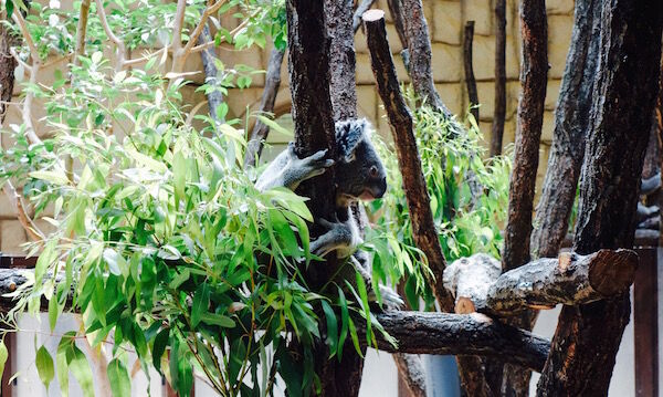 f:id:crycat3:20170330214148j:plain