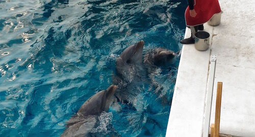 f:id:crycat3:20160228213500j:plain