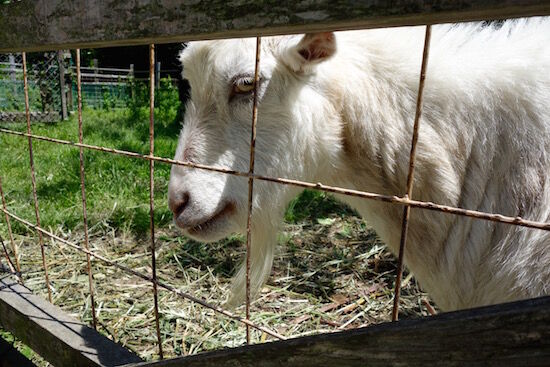 f:id:crycat3:20180512090553j:plain