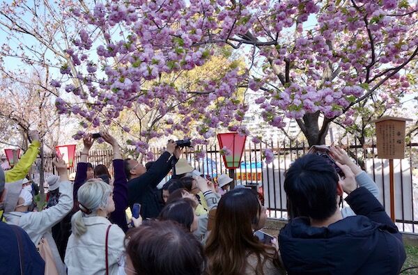 f:id:crycat3:20190409203653j:plain