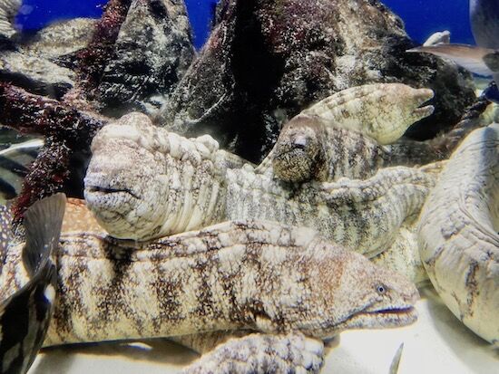 f:id:crycat3:20200709155330j:plain