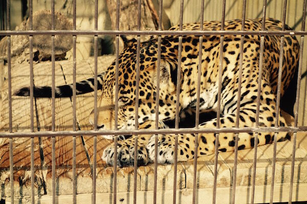 f:id:crycat3:20170330214253j:plain