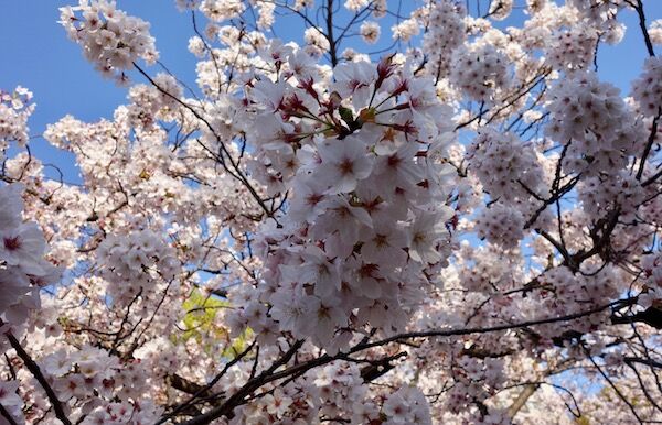 f:id:crycat3:20190409203825j:plain