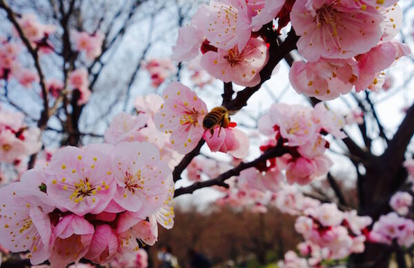 f:id:crycat3:20170330214217j:plain