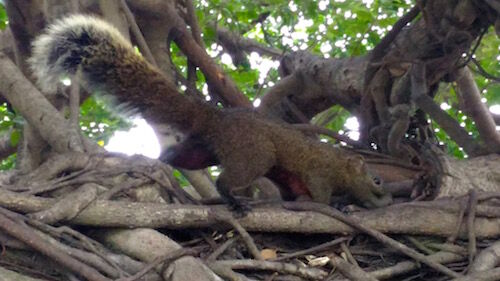 f:id:crycat3:20160122231403j:plain