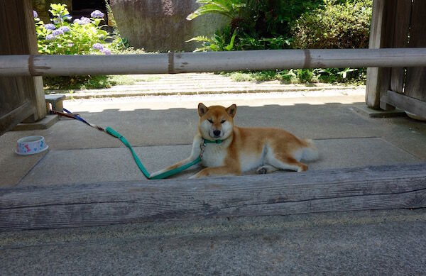 f:id:crycat3:20180625224744j:plain