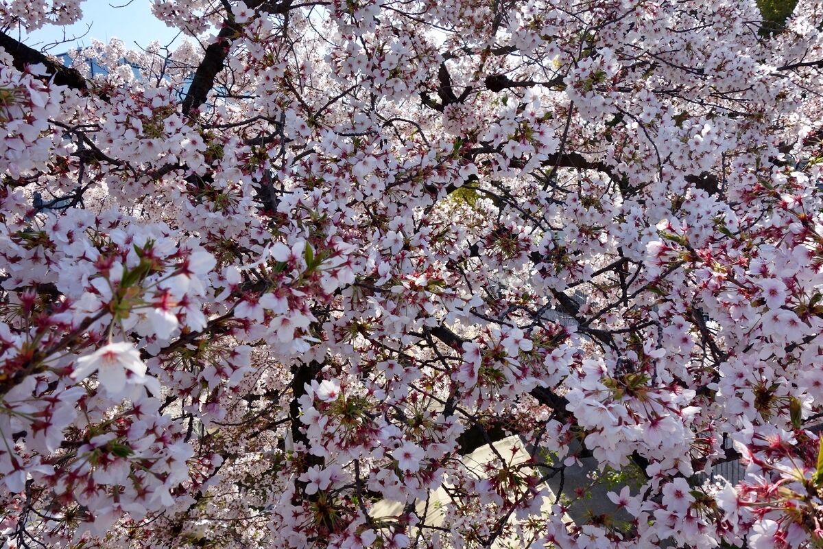 f:id:crycat3:20190409203557j:plain