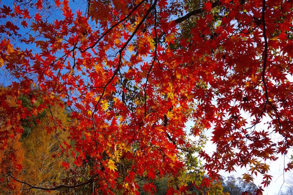 f:id:crycat3:20181129203615j:plain