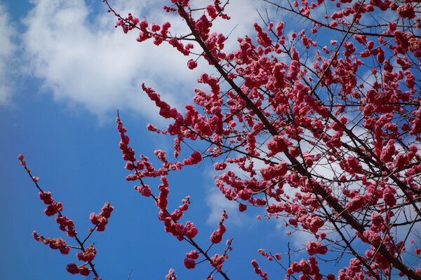 f:id:crycat3:20170329135852j:plain