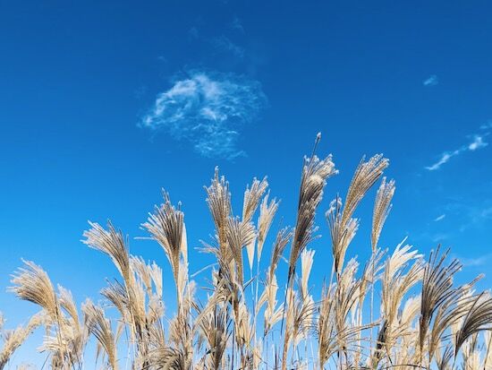 f:id:crycat3:20211104192234j:plain