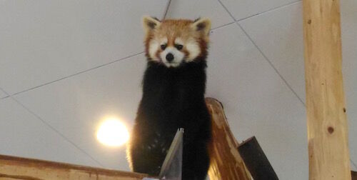 f:id:crycat3:20160228213507j:plain