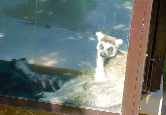 f:id:crycat3:20180510191103j:plain