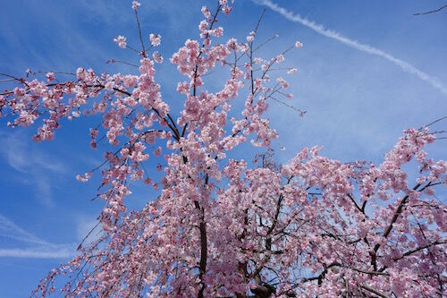 f:id:crycat3:20160405210439j:plain