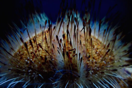 f:id:crycat3:20170921173136j:plain